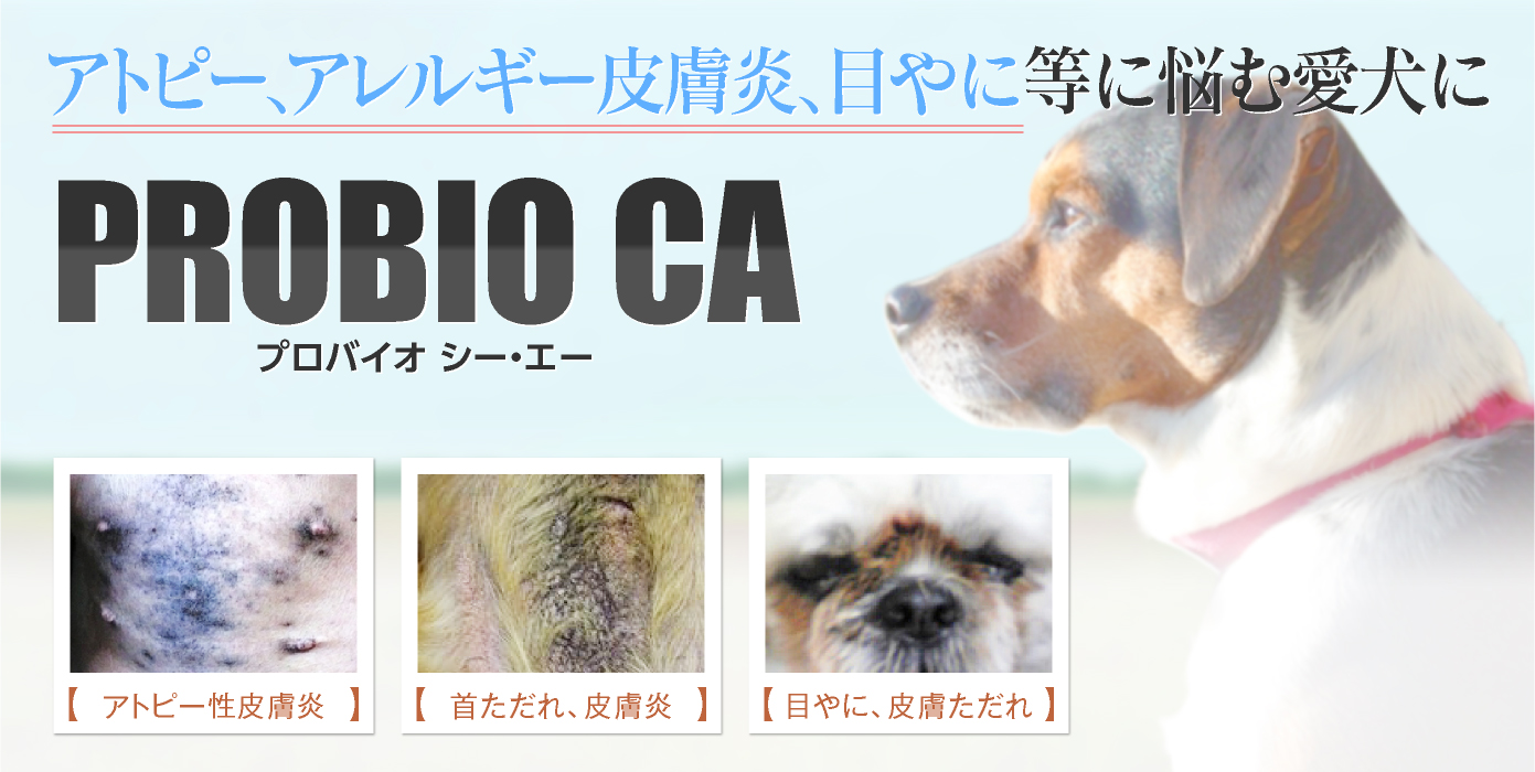 犬の脱ステロイド 黒ずみ 痒み 膿皮症 外耳炎に犬のサプリメント プロバイオca アマナグレイス