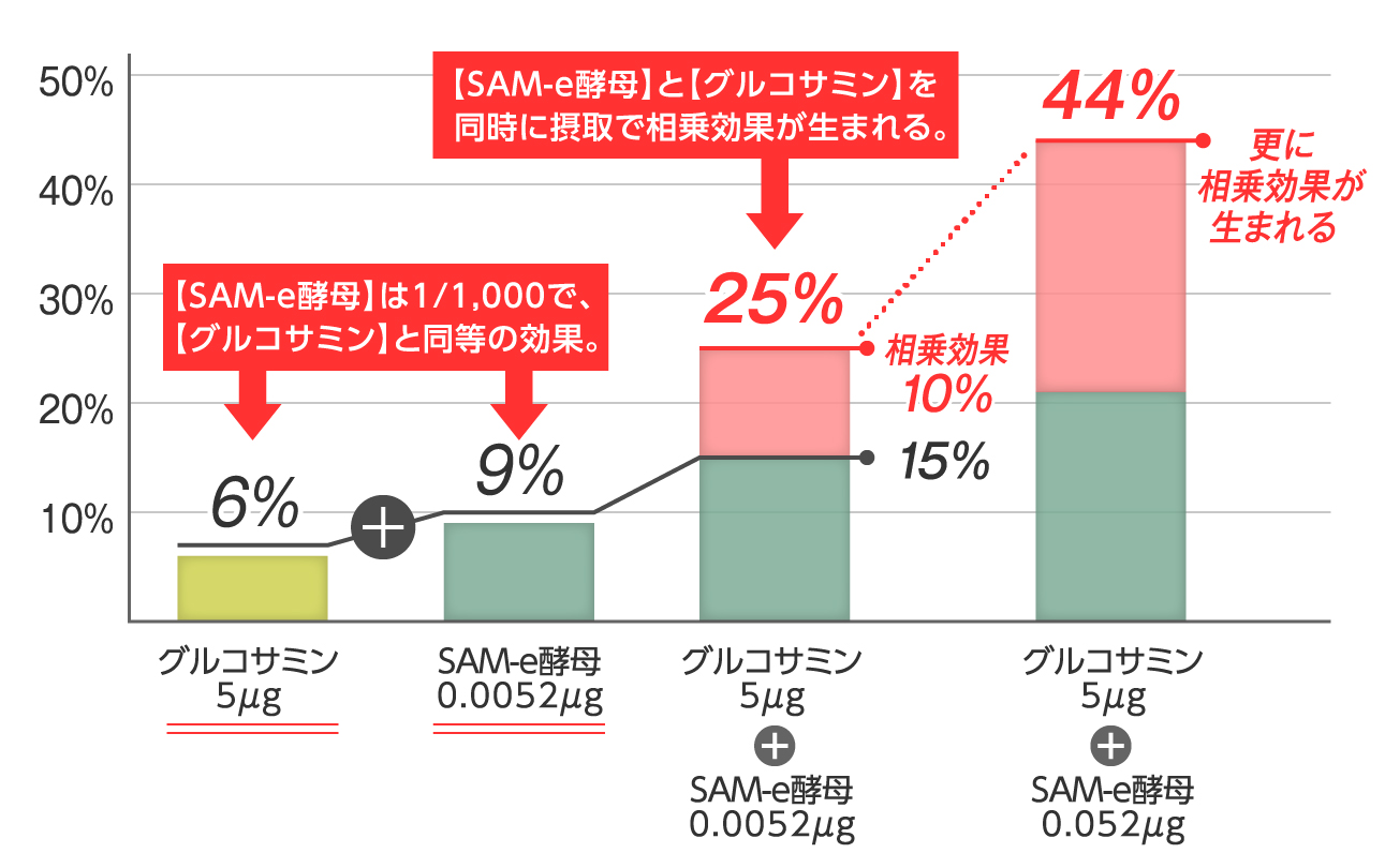 軟骨成分新規合成量グラフ