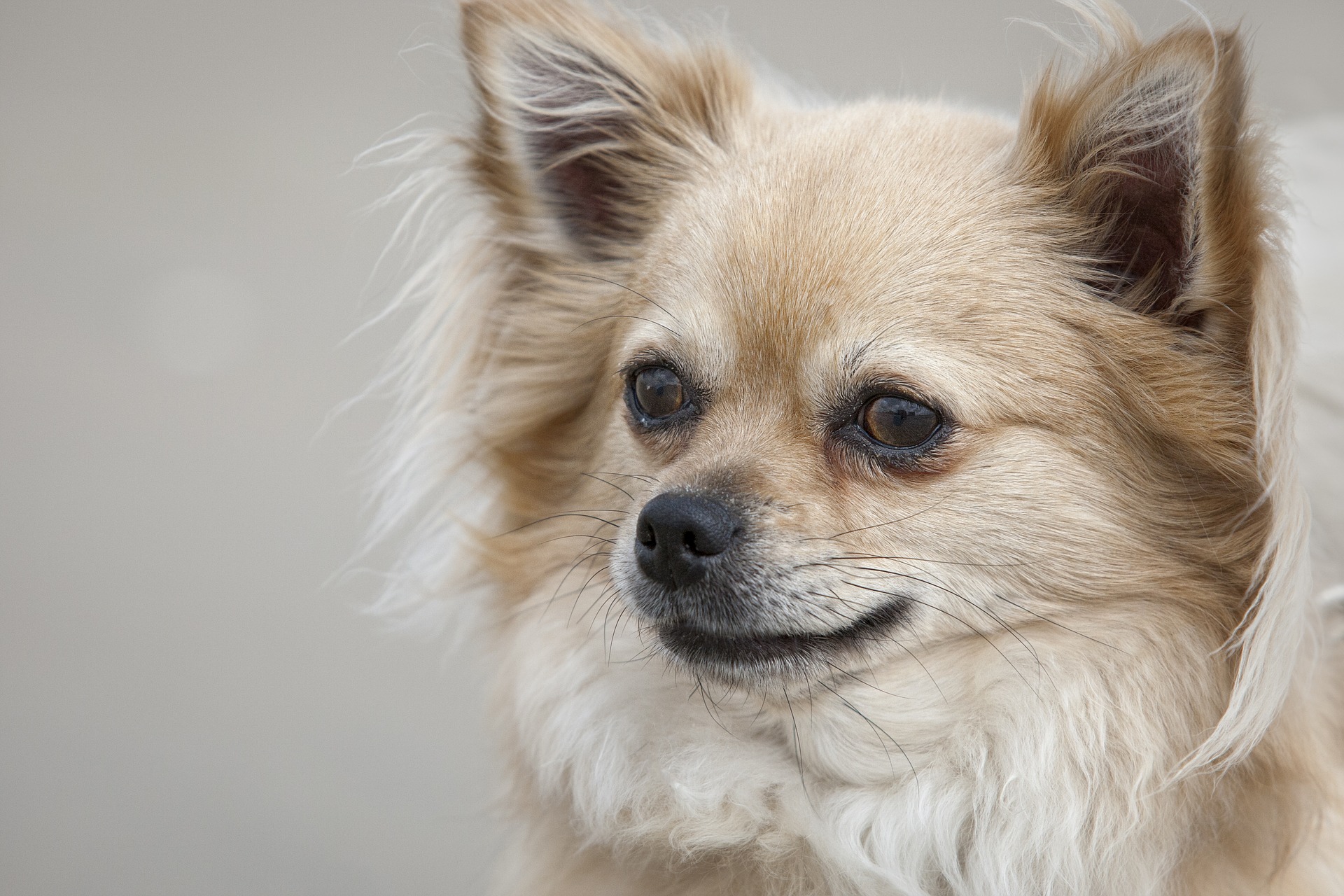 【人気ダウンロード！】 犬 黒いうんち 薬 210028犬 黒いうんち 薬 アニメ画像かっこいい